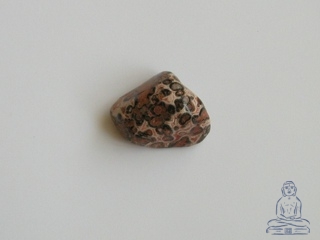 Jaspis leopard