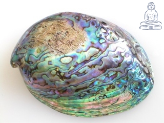 Paua shell