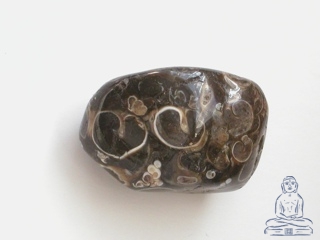Turritella acht
